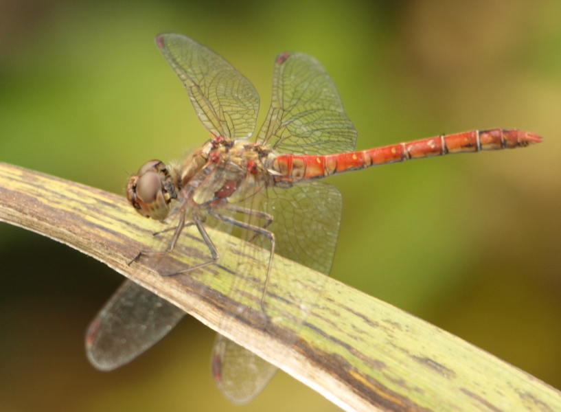 Sympetrum striolatum